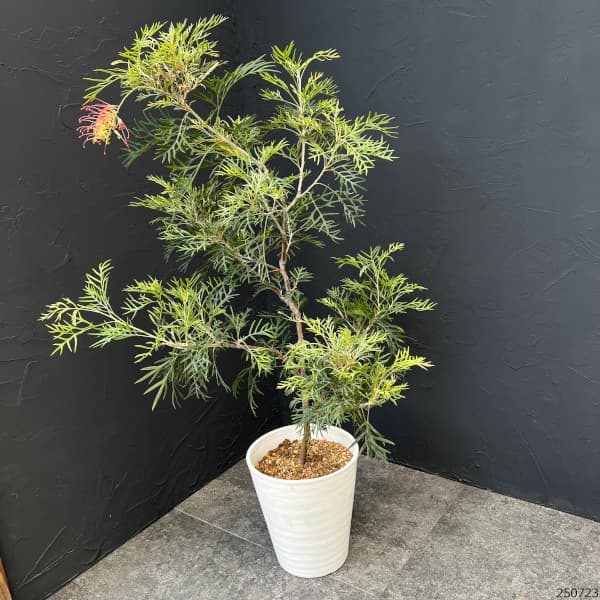 グレビレア：ココナッツアイス8号鉢植え