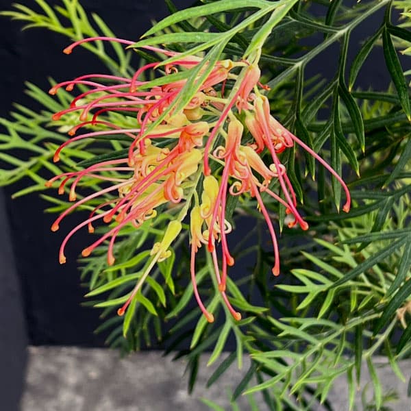 グレビレア：ココナッツアイス8号鉢植え