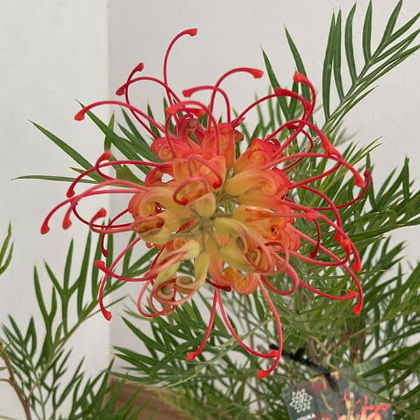 グレビレア：ココナッツアイス8号鉢植え