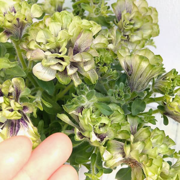 園芸ネット本店｜ペチュニア：ラ リュミエール クレプスキュール3号