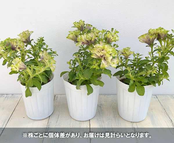 つばきんぐさん専用、Lumiere-リュミエール 園芸ネット本店｜ペチュニア：ラ リュミエール クレプスキュール3号