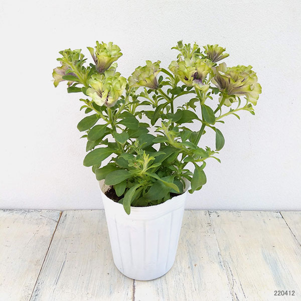 園芸ネット本店｜ペチュニア：ラ リュミエール クレプスキュール3号