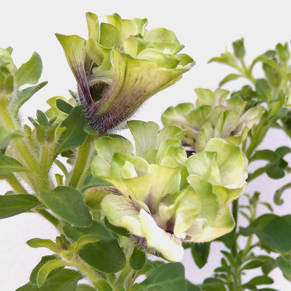 園芸ネット本店｜ペチュニア：ラ リュミエール クレプスキュール3号