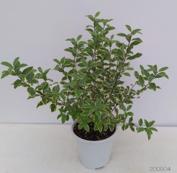 ピットスポルム:バリエガータ5号鉢植え
