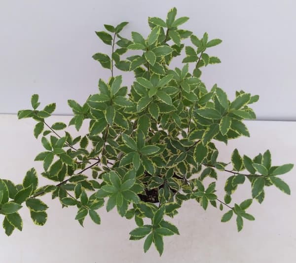 ピットスポルム:バリエガータ5号鉢植え