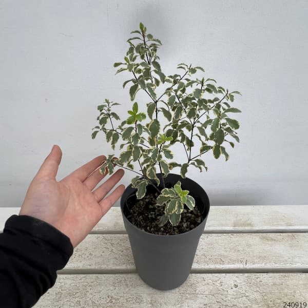 ピットスポルム:バリエガータ5号鉢植え