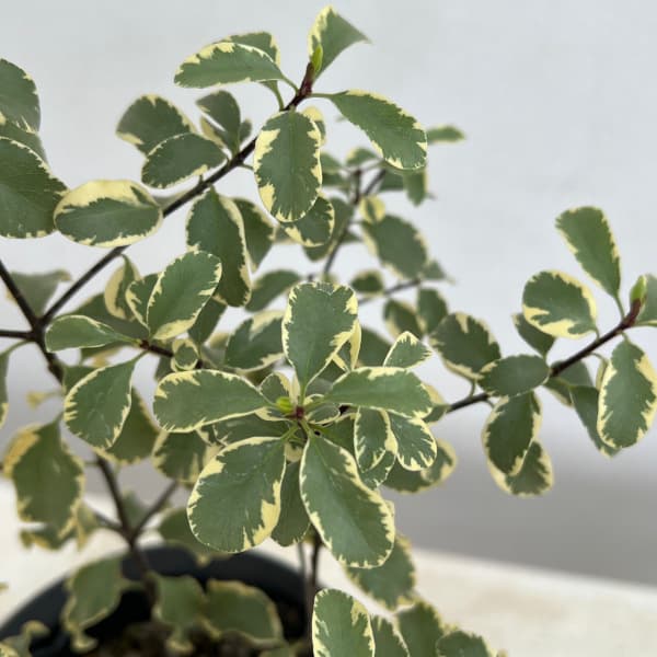 ピットスポルム:バリエガータ5号鉢植え
