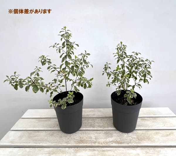 ピットスポルム:バリエガータ5号鉢植え