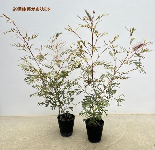 [ザ・ファームセレクト]グレビレア：ドーンパープル5号鉢植え*