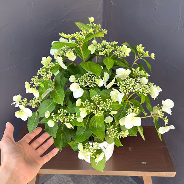 ラグランジア（アジサイ）：ブライダルシャワー5号ポット