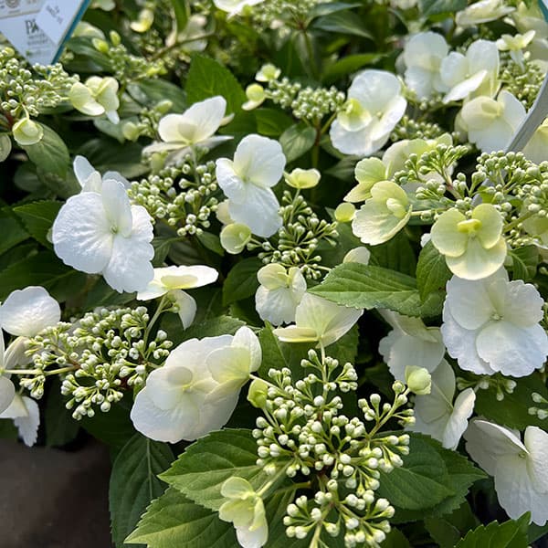 ラグランジア（アジサイ）：ブライダルシャワー5号ポット