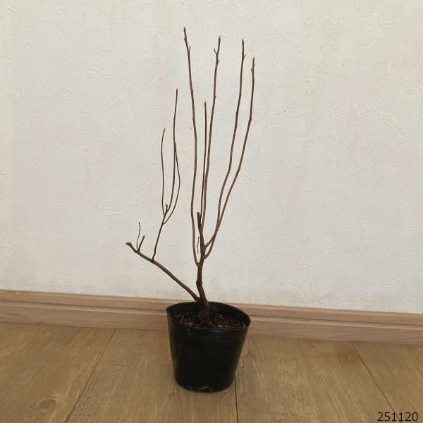 アメリカリョウブ：バニラスパイス3.5-4号ポット