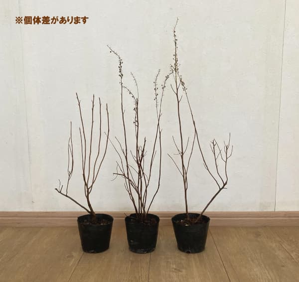 アメリカリョウブ：バニラスパイス3.5-4号ポット