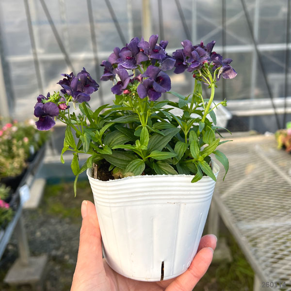 ネメシア：エッセンシャル　ブラックベリー3-3.5号ポット