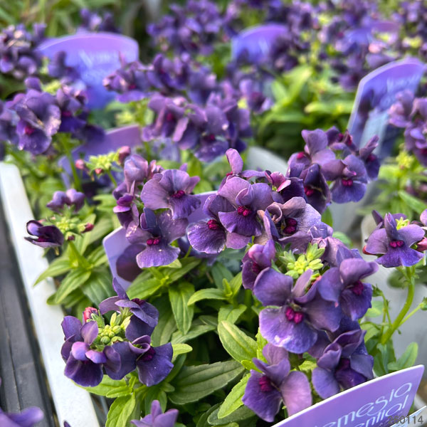 ネメシア：エッセンシャル　ブラックベリー3-3.5号ポット