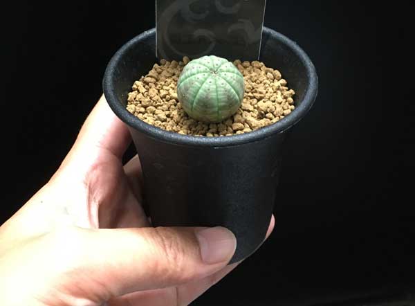 ユーフォルビア：オベサ2.5号鉢