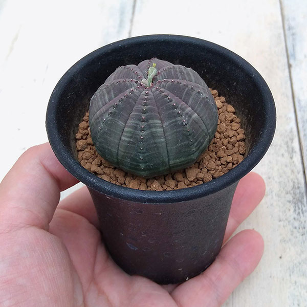 ユーフォルビア：オベサ2.5号鉢