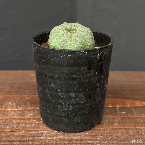 ユーフォルビア:オベサ2.5号鉢