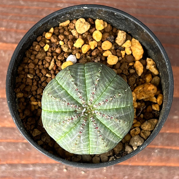 ユーフォルビア:オベサ2.5号鉢