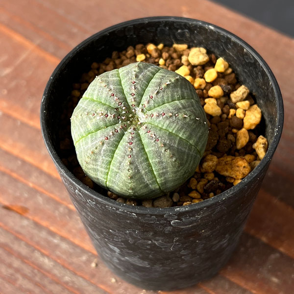 ユーフォルビア:オベサ2.5号鉢