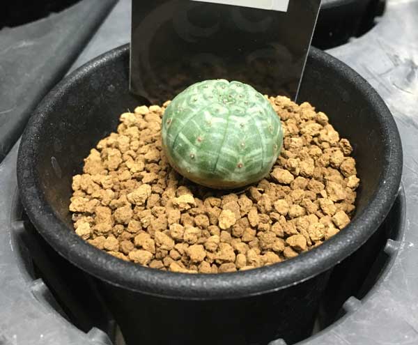 ユーフォルビア：オベサ2.5号鉢