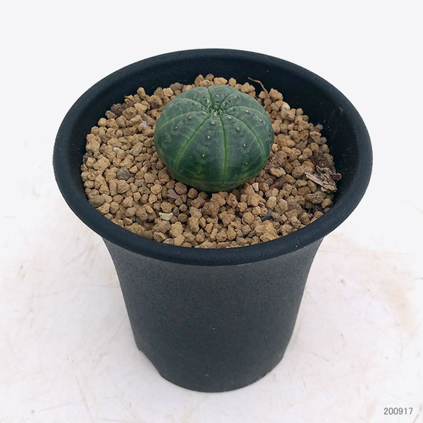 ユーフォルビア：オベサ2.5号鉢