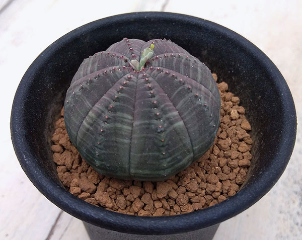 ユーフォルビア：オベサ2.5号鉢