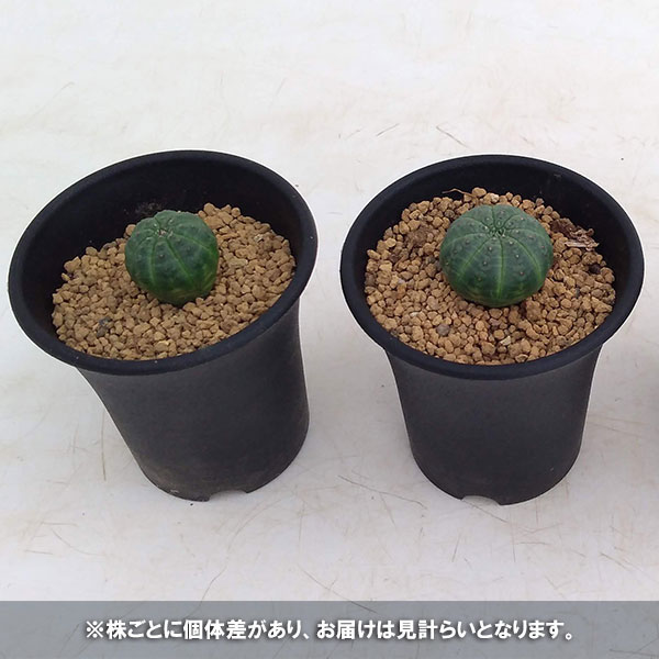 ユーフォルビア：オベサ2.5号鉢