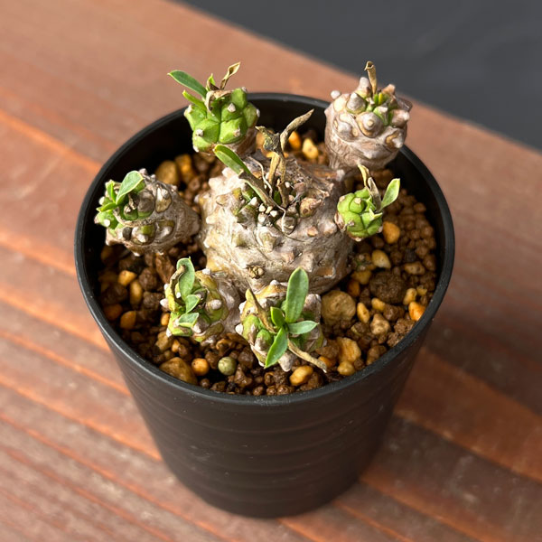 ユーフォルビア：峨眉山（ガビザン）2.5号鉢植え