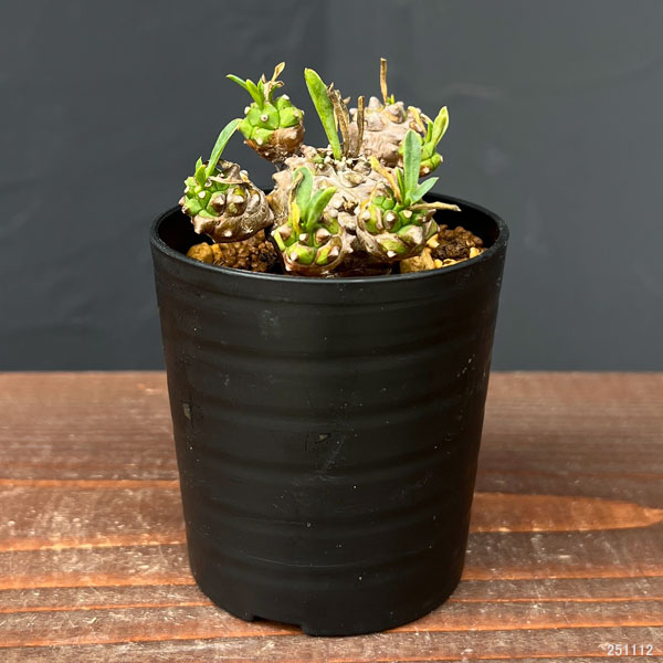 ユーフォルビア：峨眉山（ガビザン）2.5号鉢植え