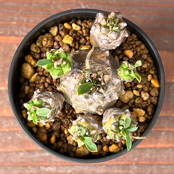 ユーフォルビア：峨眉山（ガビザン）2.5号鉢植え