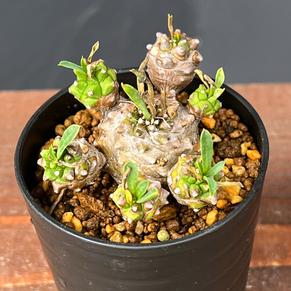 ユーフォルビア：峨眉山（ガビザン）2.5号鉢植え