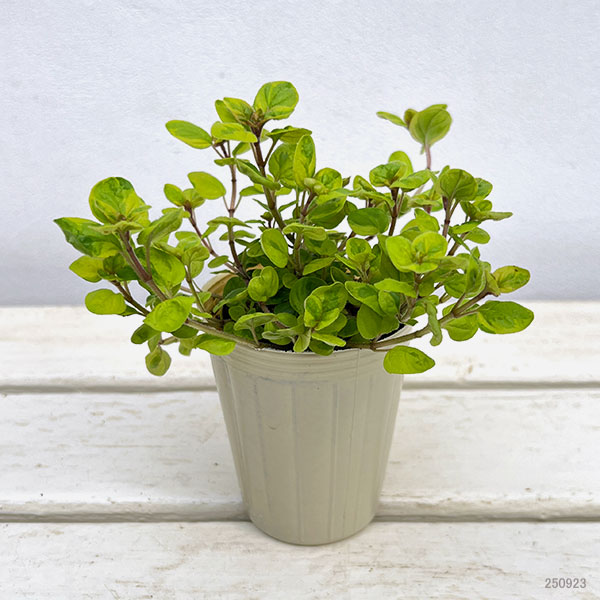 斑入りオレガノ：マルゲリータ2.5号ポット 12株セット