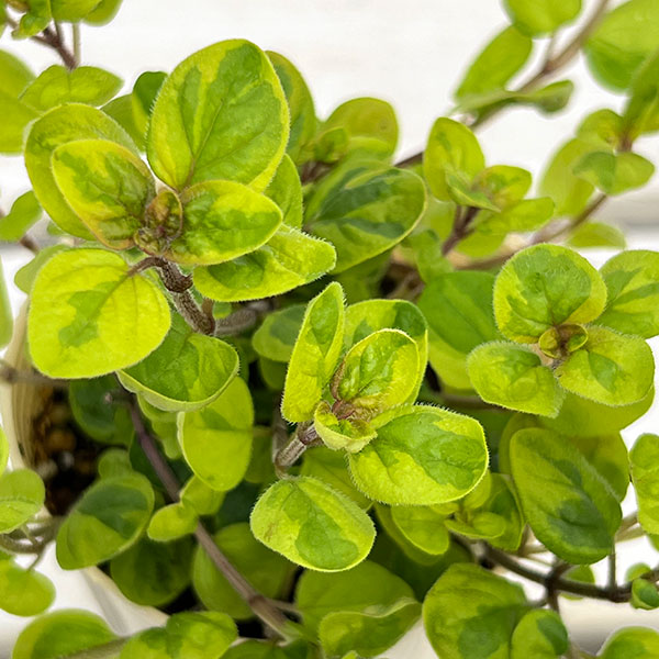 斑入りオレガノ：マルゲリータ2.5号ポット 12株セット