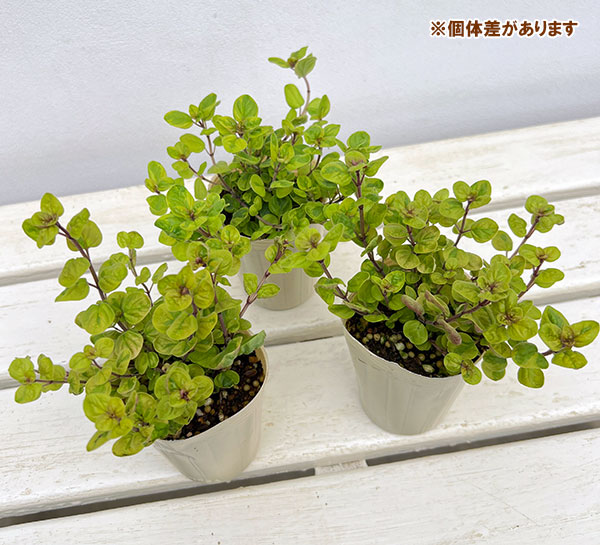 斑入りオレガノ：マルゲリータ2.5号ポット 12株セット