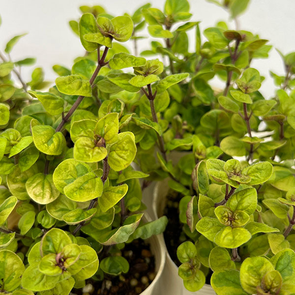 斑入りオレガノ：マルゲリータ2.5号ポット 12株セット