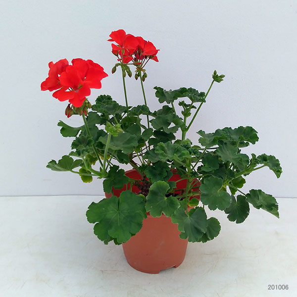園芸ネット本店｜ゼラニウム：ツーインワン スカーレット5号鉢植え の