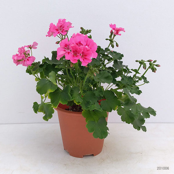 ゼラニウム：ツーインワン　ピンクスプラッシュ5号鉢植え