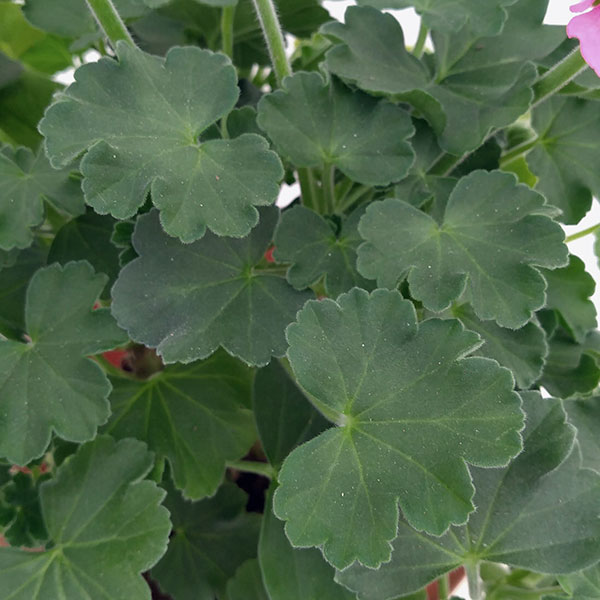 ゼラニウム：ツーインワン　ピンクスプラッシュ5号鉢植え