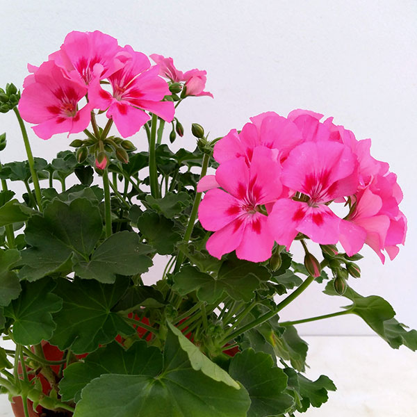 ゼラニウム：ツーインワン　ピンクスプラッシュ5号鉢植え