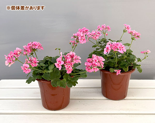 ゼラニウム：ツーインワン　ピンクスプラッシュ5号鉢植え