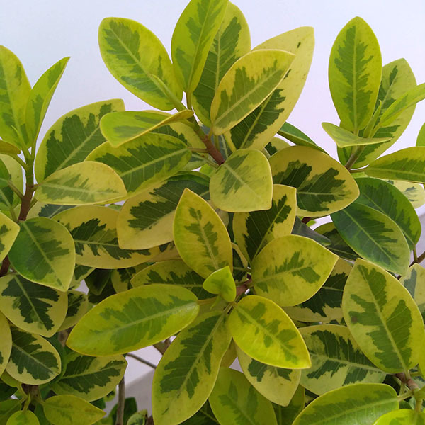 [送料無料]フランスゴムノキ・幸（ユキ）曲がり　8号鉢植え