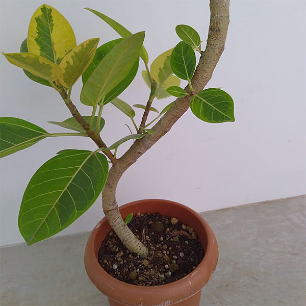 観葉植物 フィカス アルテシマ 園芸ネット本店｜[送料無料]フィカス・アルテシマ8号鉢植え
