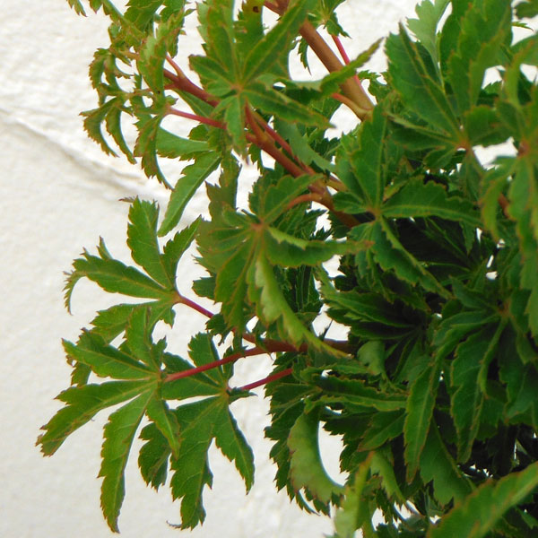 モミジ:獅子頭(シシガシラ)4号ポット