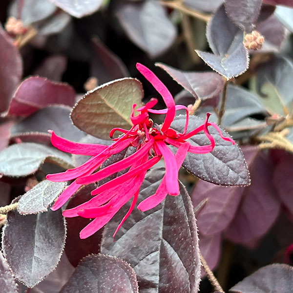 トキワマンサク：ブラックビューティー4.5号ポット