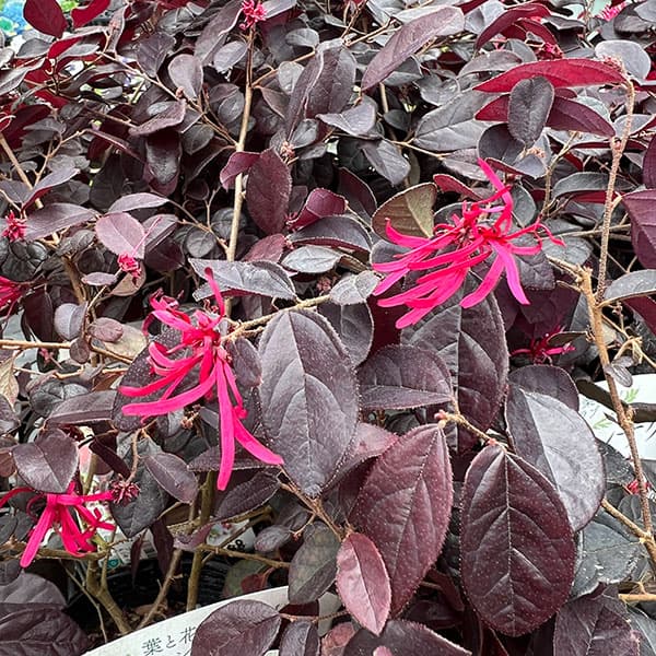 トキワマンサク：ブラックビューティー4.5号ポット