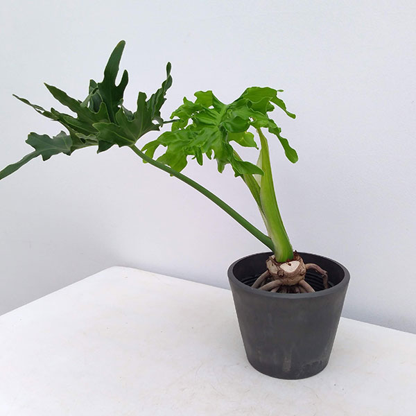 園芸ネット本店｜フィロデンドロン：セローム根上がり5号鉢カバー入り