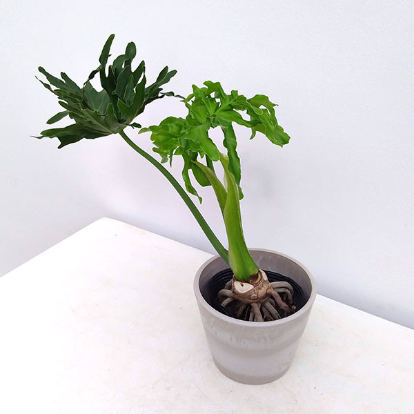 園芸ネット本店｜フィロデンドロン：セローム根上がり5号鉢カバー入り