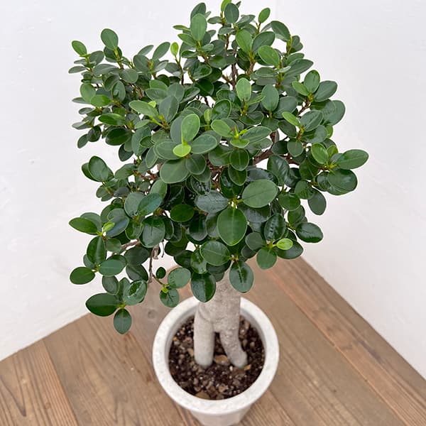 観葉植物　パンダガジュマル　８号ポット　多幸の木 Amazon｜観葉植物 パンダガジュマル 8号ポット 多幸の木｜観葉