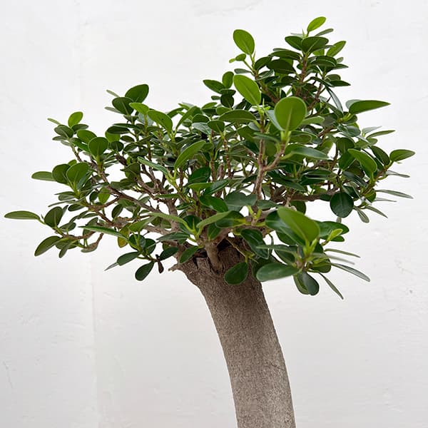 パンダガジュマル 8号鉢植え* の通販 | 園芸ネット